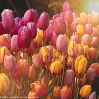 Buy canvas prints of Sun Flare Illuminates a Variety of Colourful Tulips.. by Steve Gill