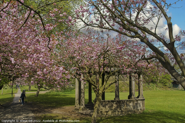 Tewit Well Monument Next to Spring Cherry Blossom. Picture Board by Steve Gill