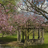 Buy canvas prints of Tewit Well Monument Next to Spring Cherry Blossom. by Steve Gill