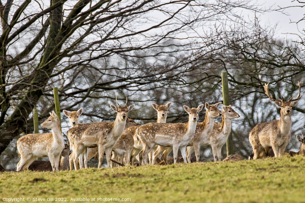 Herd of European Fallow Deer Looking at the Camera. Picture Board by Steve Gill