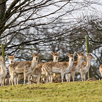 Buy canvas prints of Herd of European Fallow Deer Looking at the Camera. by Steve Gill