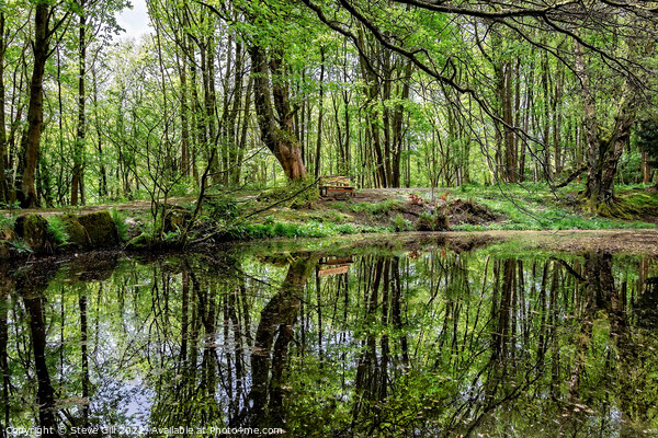 Reflections of Leafy Trees on a Tranquil Rural Pond. Picture Board by Steve Gill