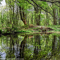 Buy canvas prints of Reflections of Leafy Trees on a Tranquil Rural Pond. by Steve Gill
