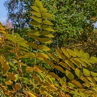 Buy canvas prints of Leaves on an Autumn Japanese Angelica Tree. by Steve Gill