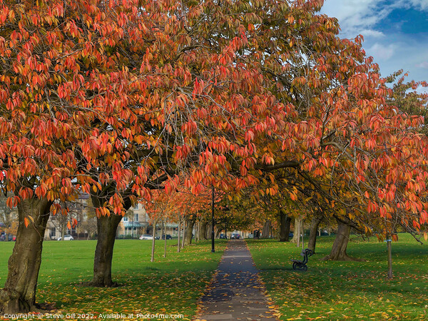Cherry Tree Foliage on a Straight Path in Autumn. Picture Board by Steve Gill