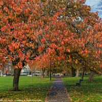 Buy canvas prints of Cherry Tree Foliage on a Straight Path in Autumn. by Steve Gill