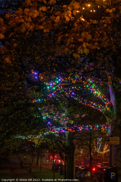 Harrogate Sparkles at Night with Ornamental Tree Lights   Picture Board by Steve Gill