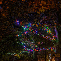 Buy canvas prints of Harrogate Sparkles at Night with Ornamental Tree Lights   by Steve Gill
