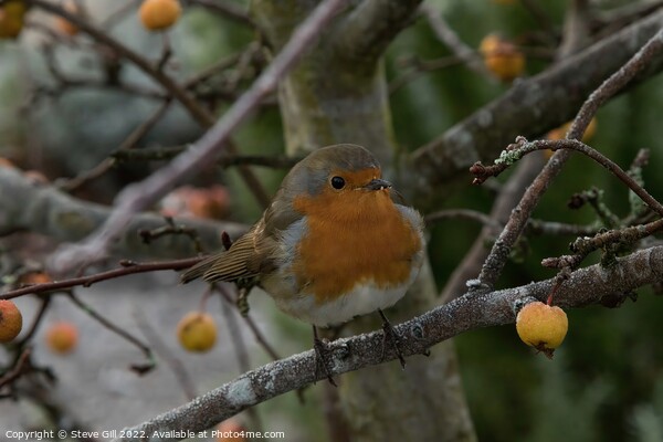 Perched on a Branch of a Crab Apple Tree, a Robin Redbreast. Picture Board by Steve Gill