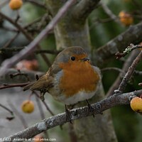 Buy canvas prints of Perched on a Branch of a Crab Apple Tree, a Robin Redbreast. by Steve Gill