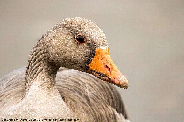Typical Bulky Adult Greylag Goose with a Large Orange Beak. Picture Board by Steve Gill