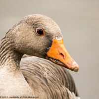 Buy canvas prints of Typical Bulky Adult Greylag Goose with a Large Orange Beak. by Steve Gill