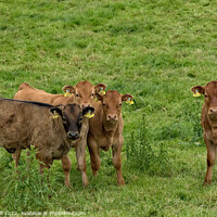 Buy canvas prints of Young Brown Calves Wearing Double Identification Ear Tags Standing in a Field. by Steve Gill