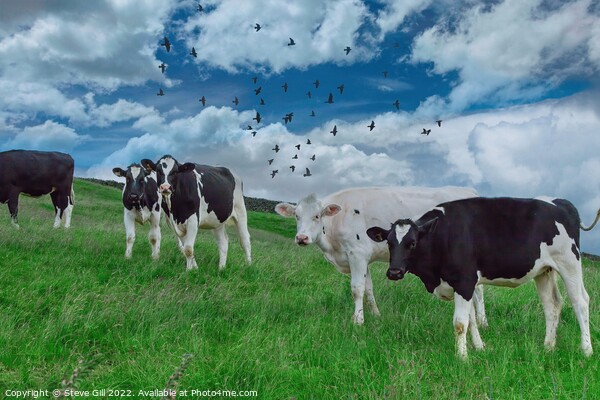 Standing in a Grassy Field are a Herd Holstein Friesian Cows. Picture Board by Steve Gill