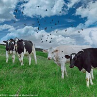 Buy canvas prints of Standing in a Grassy Field are a Herd Holstein Friesian Cows. by Steve Gill