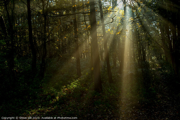 Misty Sun Beams Shine Through Trees in Harrogate's Pinewoods. Picture Board by Steve Gill