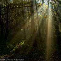 Buy canvas prints of Misty Sun Beams Shine Through Trees in Harrogate's Pinewoods. by Steve Gill