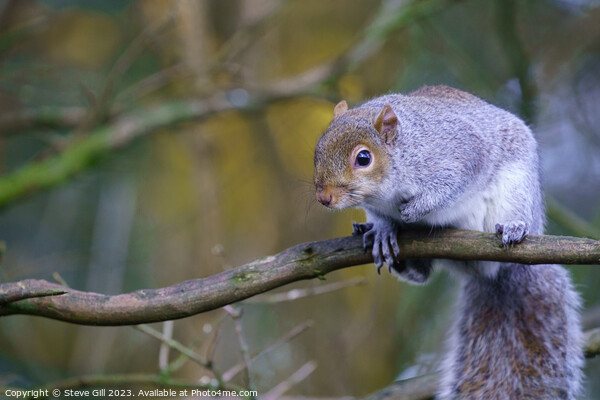 Observing the World from a Tree Branch, a Curious Grey Squirrel. Picture Board by Steve Gill