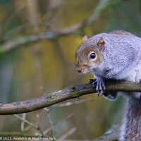 Buy canvas prints of Observing the World from a Tree Branch, a Curious Grey Squirrel. by Steve Gill