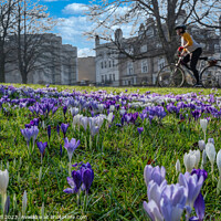 Buy canvas prints of Spring Purple and White Crocuses with a Woman Cycling on a Nearby Path. by Steve Gill