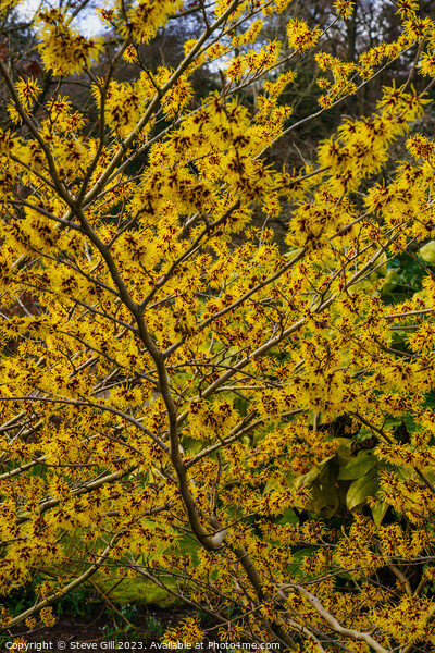 Branches Full of Witch Hazel Yellow and Red Ribbon-like Petals. Picture Board by Steve Gill