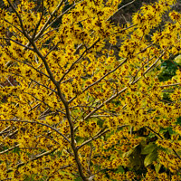 Buy canvas prints of Branches Full of Witch Hazel Yellow and Red Ribbon-like Petals. by Steve Gill