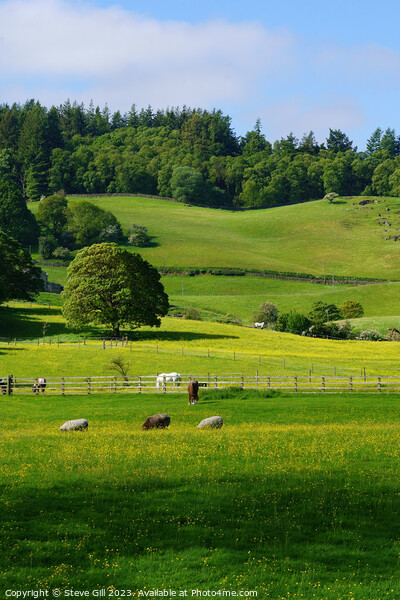Rural Scene with Sheep and Horses Gazing in a Lush Green Valley. Picture Board by Steve Gill