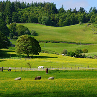 Buy canvas prints of Rural Scene with Sheep and Horses Gazing in a Lush Green Valley. by Steve Gill