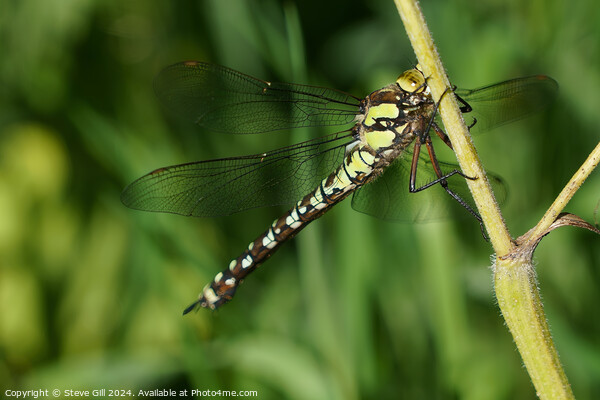 Southern Hawker dragonfly clinging to a plant stem. Picture Board by Steve Gill