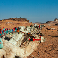 Buy canvas prints of Camels in Egypt by Vassos Kyriacou