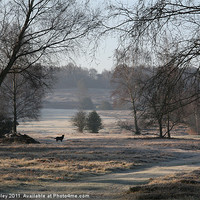 Buy canvas prints of Morning frost by suzy ainley
