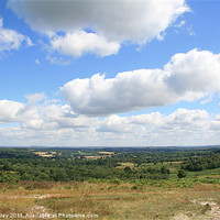 Buy canvas prints of Ashdown Forest by suzy ainley