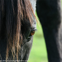 Buy canvas prints of Horses face close up by suzy ainley
