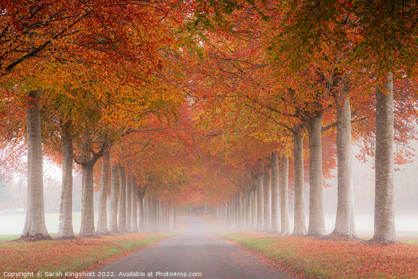 Autumn's Avenue. Picture Board by Sarah Kingshott