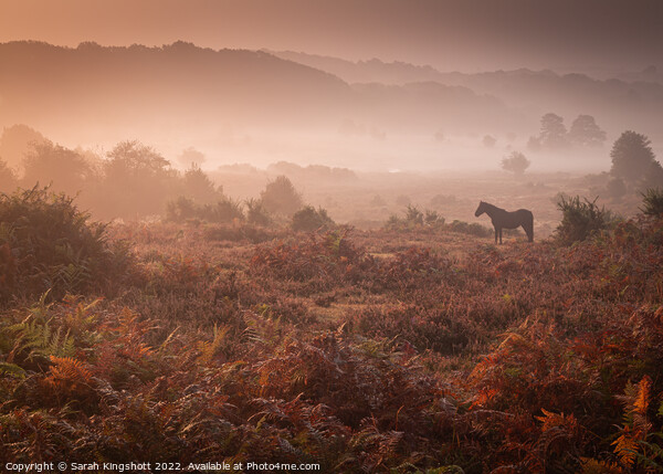 New Forest Sunrise Picture Board by Sarah Kingshott