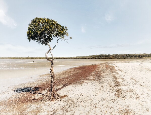 Lone Mangrove Tree Poona Fraser Coast, Qld Picture Board by Julie Gresty