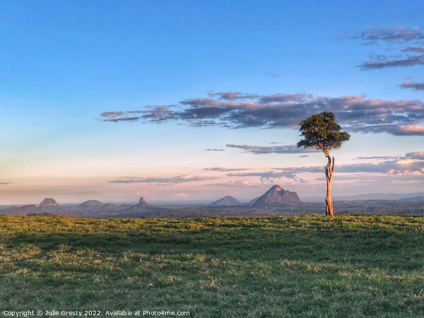 Lone Tree One  Tree Hill Glass House Mountains Que Picture Board by Julie Gresty