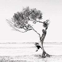 Buy canvas prints of Jumping Tree  by Julie Gresty