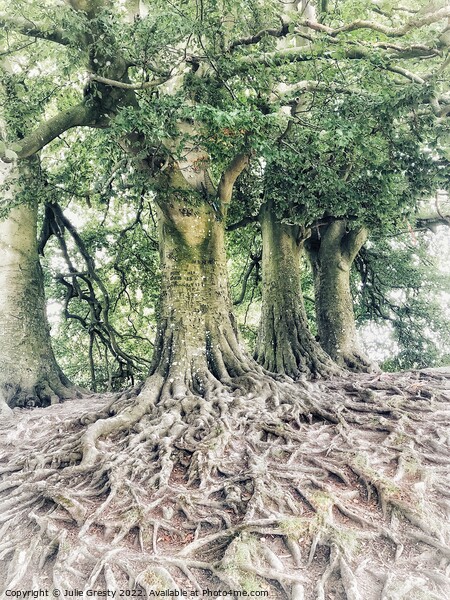 J.R.R. Tolkien Trees, Avebury, Wiltshire Picture Board by Julie Gresty