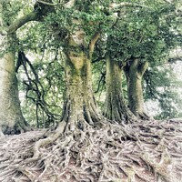 Buy canvas prints of J.R.R. Tolkien Trees, Avebury, Wiltshire by Julie Gresty