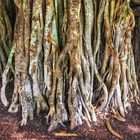 Buy canvas prints of Roots of Banyan Fig Tree by Julie Gresty