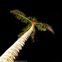 Buy canvas prints of Palm Tree on Black Background by Julie Gresty