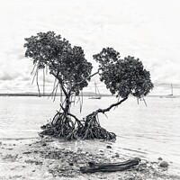 Buy canvas prints of Mangrove Trees at Low Tide in Black & White by Julie Gresty