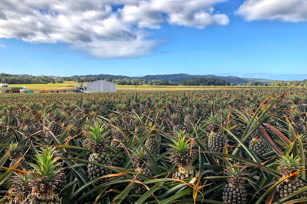 Pineapple Farm Fields Australia Picture Board by Julie Gresty