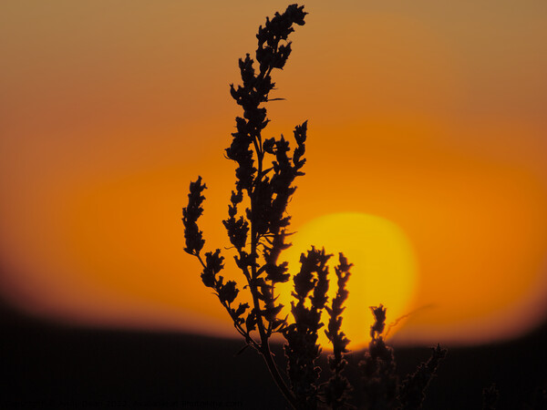 Golden Sunrise with Silhouette of a plant.  Picture Board by Andy Dean