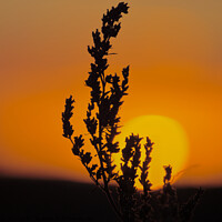 Buy canvas prints of Golden Sunrise with Silhouette of a plant.  by Andy Dean