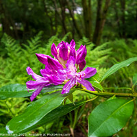 Buy canvas prints of Enchanting Rhododendrons by RJW Images