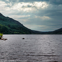 Buy canvas prints of Rooted Solitude on Loch Eck by RJW Images