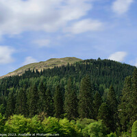 Buy canvas prints of Benmore Mountain Forest by RJW Images