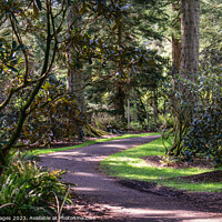 Buy canvas prints of benmore botanical gardens by RJW Images